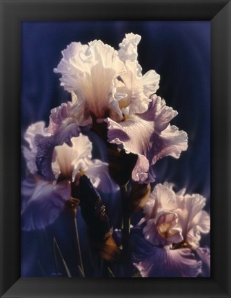 Framed Purple Iris Print