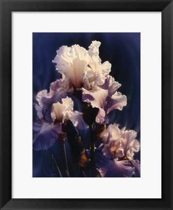 Framed Purple Iris Print