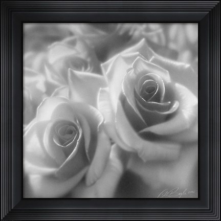 Framed Rose Pair B&amp;W Print