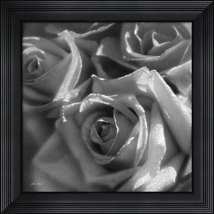 Framed Rose Pedals B&amp;W Print