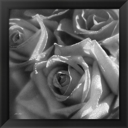 Framed Rose Pedals B&amp;W Print