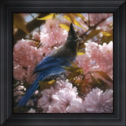 Framed Steller&#39;s Blossoms Print