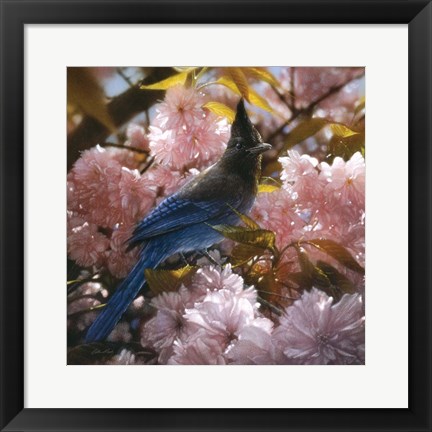 Framed Steller&#39;s Blossoms Print