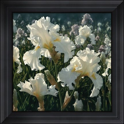 Framed White Iris Garden - Square Print