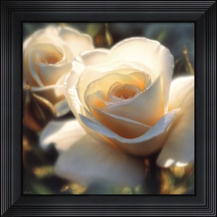 Framed White Rose - Colors of White - Square Print