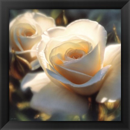 Framed White Rose - Colors of White - Square Print