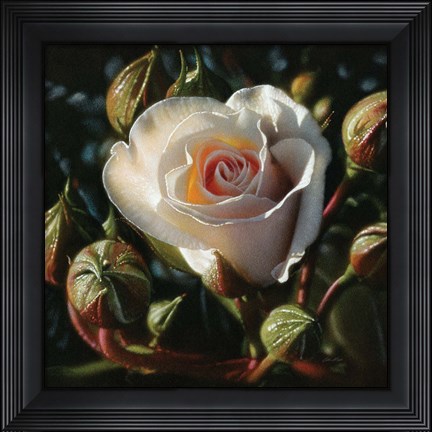 Framed White Rose - First Born Print