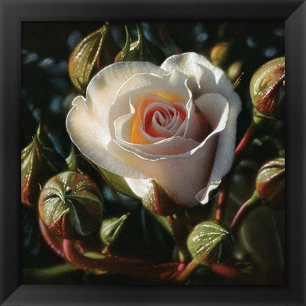 Framed White Rose - First Born Print