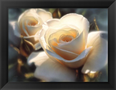 Framed White Roses - Colors of White Print