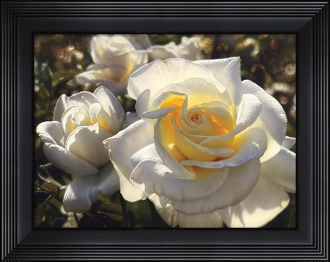 Framed White Roses Print
