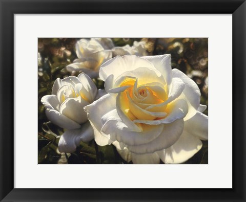 Framed White Roses Print