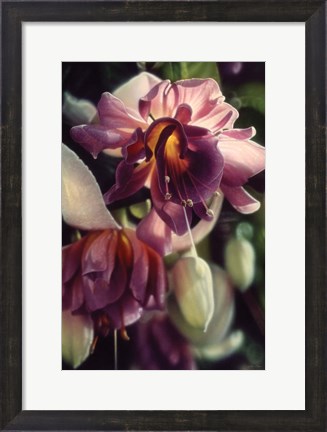 Framed Fuchsia Print