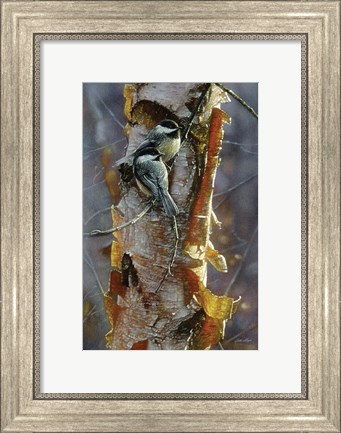 Framed Black-Capped Chickadees - Sunlit Birch Print
