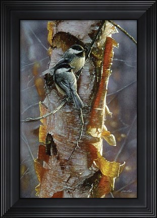 Framed Black-Capped Chickadees - Sunlit Birch Print