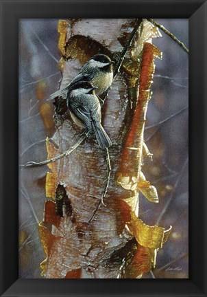 Framed Black-Capped Chickadees - Sunlit Birch Print