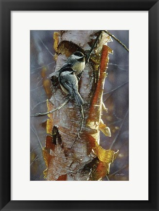 Framed Black-Capped Chickadees - Sunlit Birch Print