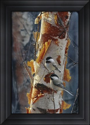 Framed Black-Capped Chickadees - Sunlit Birch II Print