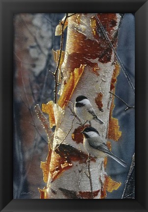 Framed Black-Capped Chickadees - Sunlit Birch II Print