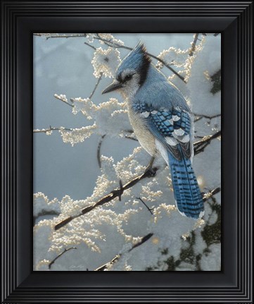 Framed Blue Jay - On the Fence Print