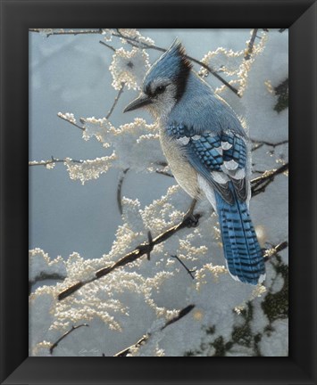 Framed Blue Jay - On the Fence Print