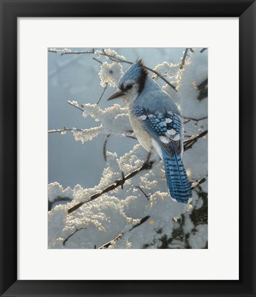 Framed Blue Jay - On the Fence Print