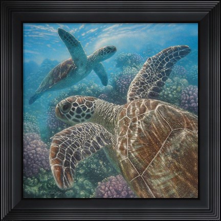 Framed Sea Turtles - Turtle Bay - Square Print