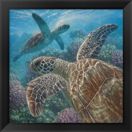 Framed Sea Turtles - Turtle Bay - Square Print