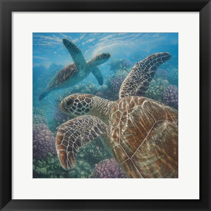 Framed Sea Turtles - Turtle Bay - Square Print