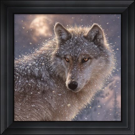 Framed Lone Wolf - Square Print