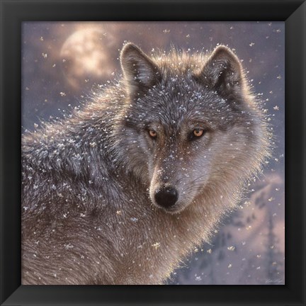 Framed Lone Wolf - Square Print