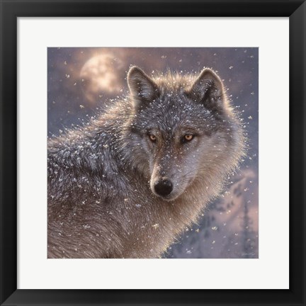 Framed Lone Wolf - Square Print