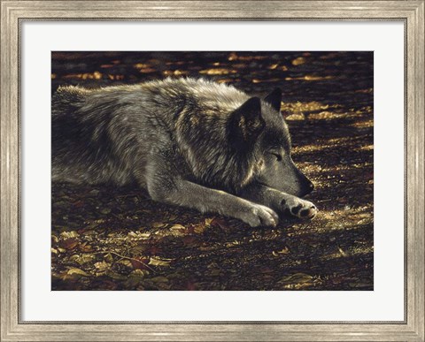 Framed Resting Wolf Print