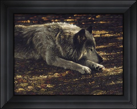 Framed Resting Wolf Print