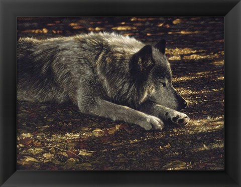 Framed Resting Wolf Print