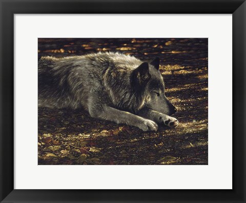 Framed Resting Wolf Print