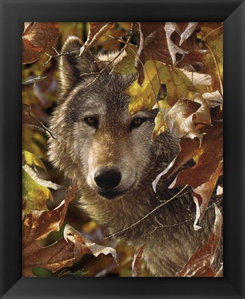 Framed Wolf - Autumn Shadows Print