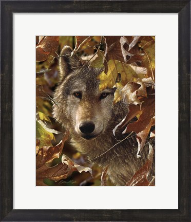 Framed Wolf - Autumn Shadows Print