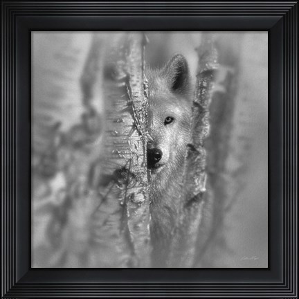 Framed Wolf - Focused - B&amp;W Print
