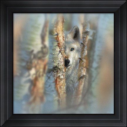 Framed Wolf - Focused Print