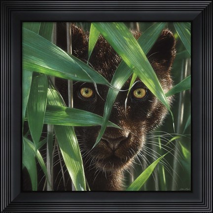 Framed Black Panther - Wild Eyes Print