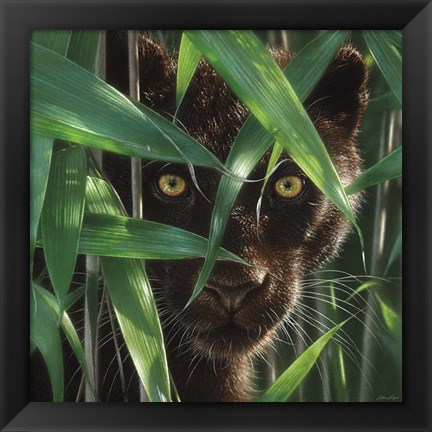 Framed Black Panther - Wild Eyes Print