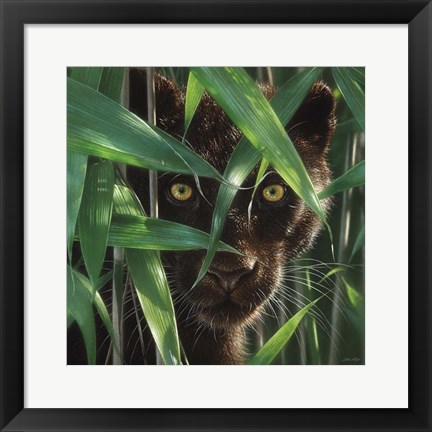 Framed Black Panther - Wild Eyes Print