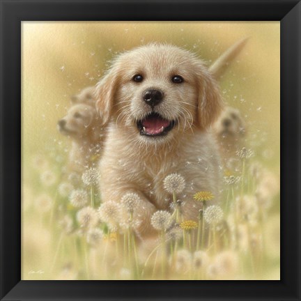 Framed Golden Retriever Puppy - Dandelions - Square Print