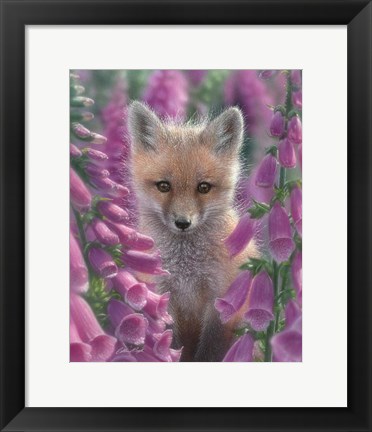 Framed Red Fox - Foxgloves Print