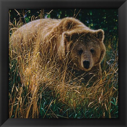 Framed Brown Bear - Crossing Paths Print