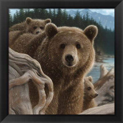 Framed Brown Bears - Backpacking - Square Print