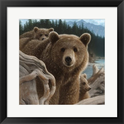 Framed Brown Bears - Backpacking - Square Print