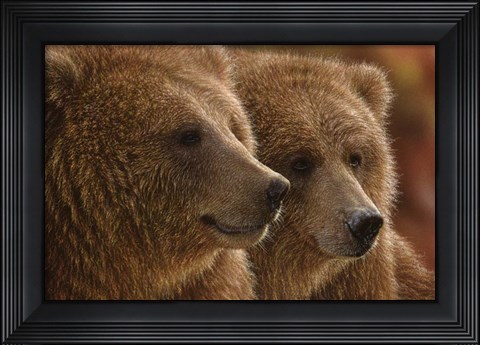 Framed Brown Bears - Lazy Daze Print