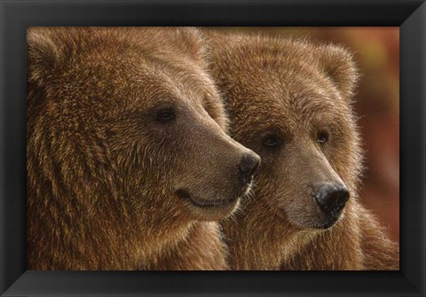 Framed Brown Bears - Lazy Daze Print