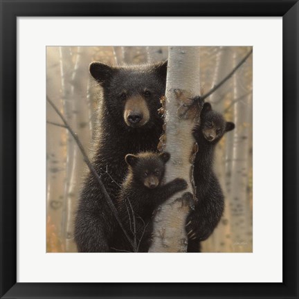 Framed Black Bear Mother and Cubs - Mama Bear Print